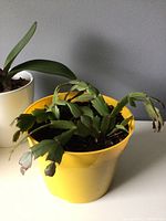 Photo showing Christmas cactus plant with segmented leaves in yellow pot and a Phalaenopsis orchid in white pot behind it.