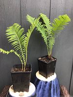 Photo showing two ostrich fern plants in black pots placed on blue and white stands against a dark grey wall.
