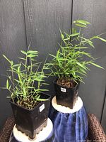 Two bamboo plants about 12 inches tall in black plastic pots shown on a white and blue ceramic stool against a dark background.