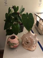 Overall view of ceramic bowl, conch shell, and plant together