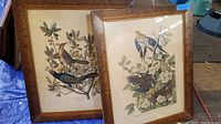 Two wooden-framed vintage bird engravings with detailed naturalistic coloring and fine botanical elements