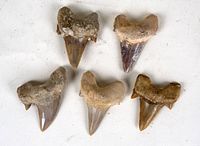 Five fossil shark teeth laid out on a white surface with visible roots and crowns, showing various natural colors and textures.