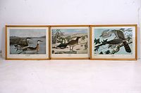 Full view of three framed bird prints by Rex Brasher lined up on floor showing naturalistic bird illustrations in wooden frames