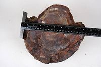 Top down view with ruler showing approximately 9 inches across the petrified wood.
