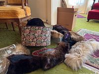 Fur and faux fur hats, collars, cuffs, miscellaneous fur pieces arranged on a green carpet with a tapestry zippered hatbox.