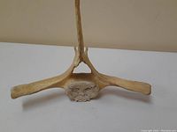 Front view of the carved antler with visible face detail on broad section.