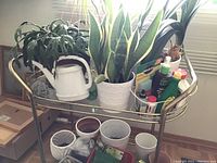 Multiple plants including snake plant and schwumbergera, white watering cans, and gardening accessories on a cart