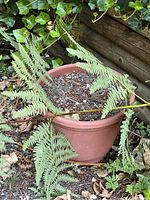 Terracotta-colored plastic plant pot with soil and a fern, located outside on the ground surrounded by greenery.
