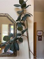Side view of the live rubber plant showing multiple thick stems and large glossy leaves next to a wall-mounted decorative mirror.