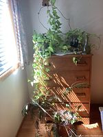 Wide shot of the four live houseplants on and near a wooden dresser near window light.