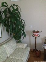 Tall green plant in ceramic planter next to sofa and small table, showing size and condition of plant