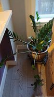 Full view of the ZZ plant in ceramic planter showing upright and trailing stems with thick green leaves.