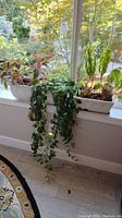 View of all three planters on a window sill, showing full collection of plants and planters