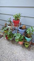 Plants in pots arranged on the foldable metal plant stand outside against a light blue siding wall. Variety of colors of pots visible, some plants dry.