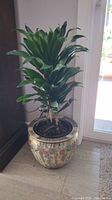 Full view of live green leafy plant potted in detailed ceramic planter against wall.