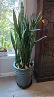 Full view of the live snake plant in its green ceramic pot near a window.