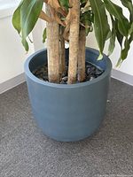 Blue ceramic planter containing a multi-stem dracaena plant with visible soil and decorative stones, placed on a carpeted floor.