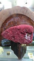 Full view of the large red coral specimen mounted on a wooden base with natural texture and color.