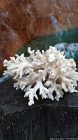 Close up of white branch coral showing intricate detail and texture of branches