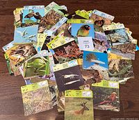 Overhead view of assorted colorful square animal flashcards showing various birds, amphibians, mammals, insects, and plants scattered on wooden surface.