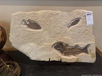 Full view of limestone slab on metal stand showing three fish imprints