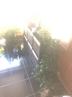 Five live trailing plants arranged near window and wall, showing lush green heart-shaped leaves.