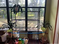 Full view of the five shelf black metal shelving unit with multiple plants around it, including some watering cans and plant care bottles below.