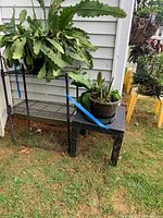 Photo of large leafy succulent plant on black metal three-tier shelf beside a yellow plastic table holding a smaller potted plant.