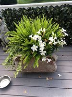 Photo showing one rectangular cement flower pot with abundant green fern, trailing ivy, and white trumpet flowers on a deck.