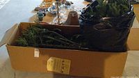 Large faux Christmas tree collapsed and packed flat inside a rectangular cardboard box with label on the side. Tree branches visible wrapped inside box with green plastic foliage and some string lights.