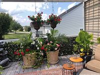 Three large cement pots and two hanging pots filled with assorted live plants and flowers on a deck with outdoor furniture and greenery in the background.