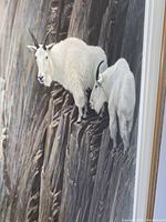 Close-up of two white mountain goats on rocky ledge in the print