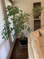 Full view of orange tree beside couch and window, showing tall leafy branches and black planter pot.