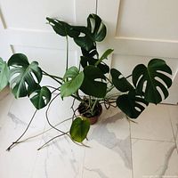 Photo of Monstera deliciosa plant showing large green leaves and aerial roots in plastic pot