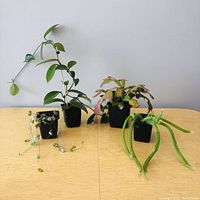 Four potted plants on a light wood table including Christmas cactus, string of hearts, Hoya, and dog tail cactus.