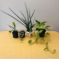Front view of the four potted plants on a table: fishbone cactus, string of hearts, pothos, and fernwood mikado