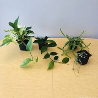 Four potted plants: variegated Pothos, Hoya, Dog Tail Cactus, and String of Hearts, placed on wooden table against neutral background