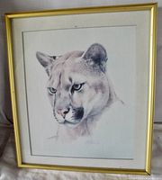 Framed artwork showing detailed and realistic puma head illustration with clear artist signature, in gold frame with matting and glass cover.