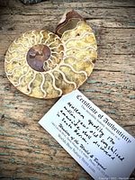 Polished ammonite half-slab with visible crystal chambers and certificate of authenticity