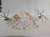 Full lot display showing all items laid out on white cloth background, including large horse conch, queen conch, starfish, coral pieces, and smaller shells and coral fragments.