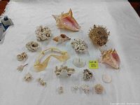 Full view of lot including queen conch shells, shark jaw, puffer fish, assorted corals and shells arranged on white cloth.
