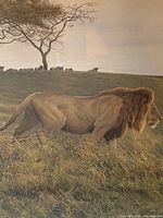 Close-up of print showing lion on grass and acacia tree in background