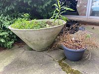 Wide view of a large round concrete planter and smaller resin pot on a concrete surface outside near green plants and a house.