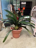 Full view of the bush lily plant in a plastic planter showing the broad dark green leaves and some flowers blooming.