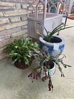 Three live plants placed together, showing a broad-leaf plant in a large blue ceramic planter, and two Christmas cacti in different planters.