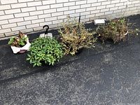 Five planters with green and dried plants, placed on pavement near brick wall.