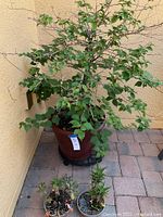 Large planter with bougainvillea plant, situated in a courtyard corner with a black semi-circular stand underneath.