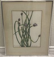 Framed silkscreen artwork showing green chive plants with purple flowers, signed by artist in bottom left corner, with beige matting and brushed chrome frame.