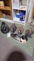Photo showing all five wooden duck decoys arranged on floor with visible wear, paint chipping, and varied paint coloring and styles.