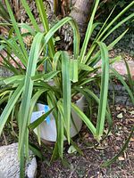 Photo showing live potted plant with long, narrow green leaves in white pot outdoors.